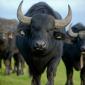 Buffalo Meat Supplier UK